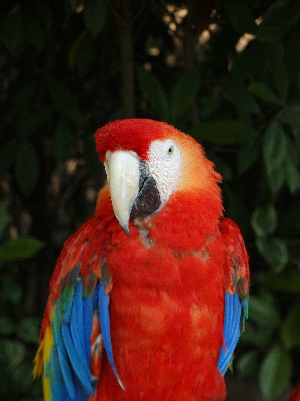 a red and yellow parrot sitting on top of a tree