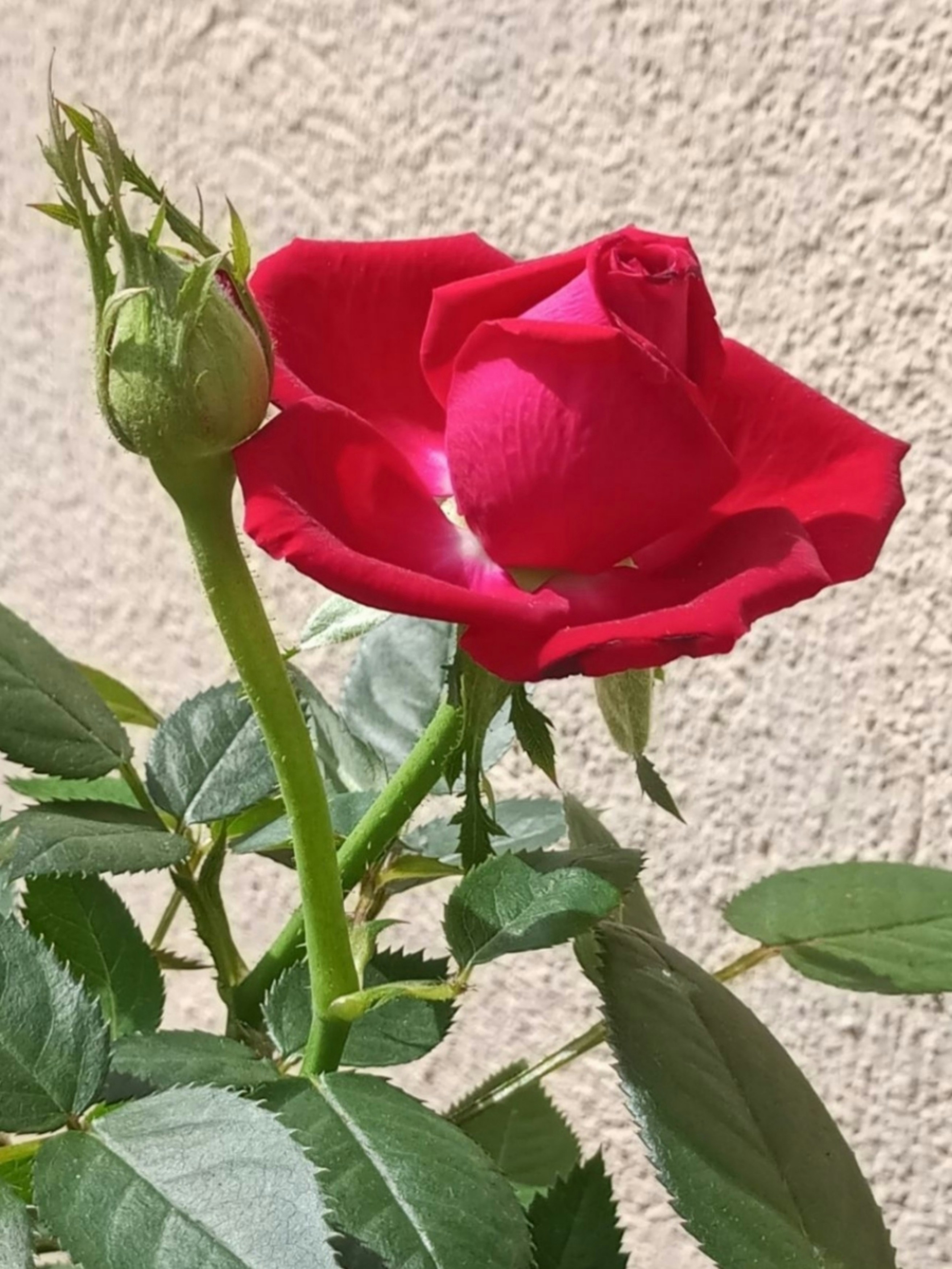 a close up of a red rose with green leaves