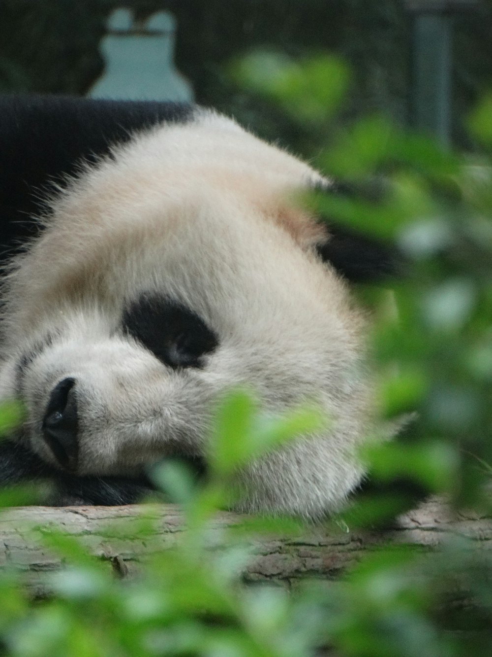 a panda bear sleeping on a tree branch