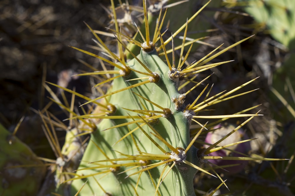 a close up of a green cactus with yellow needles