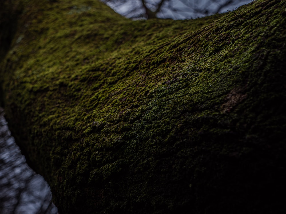 a moss covered tree trunk in a forest