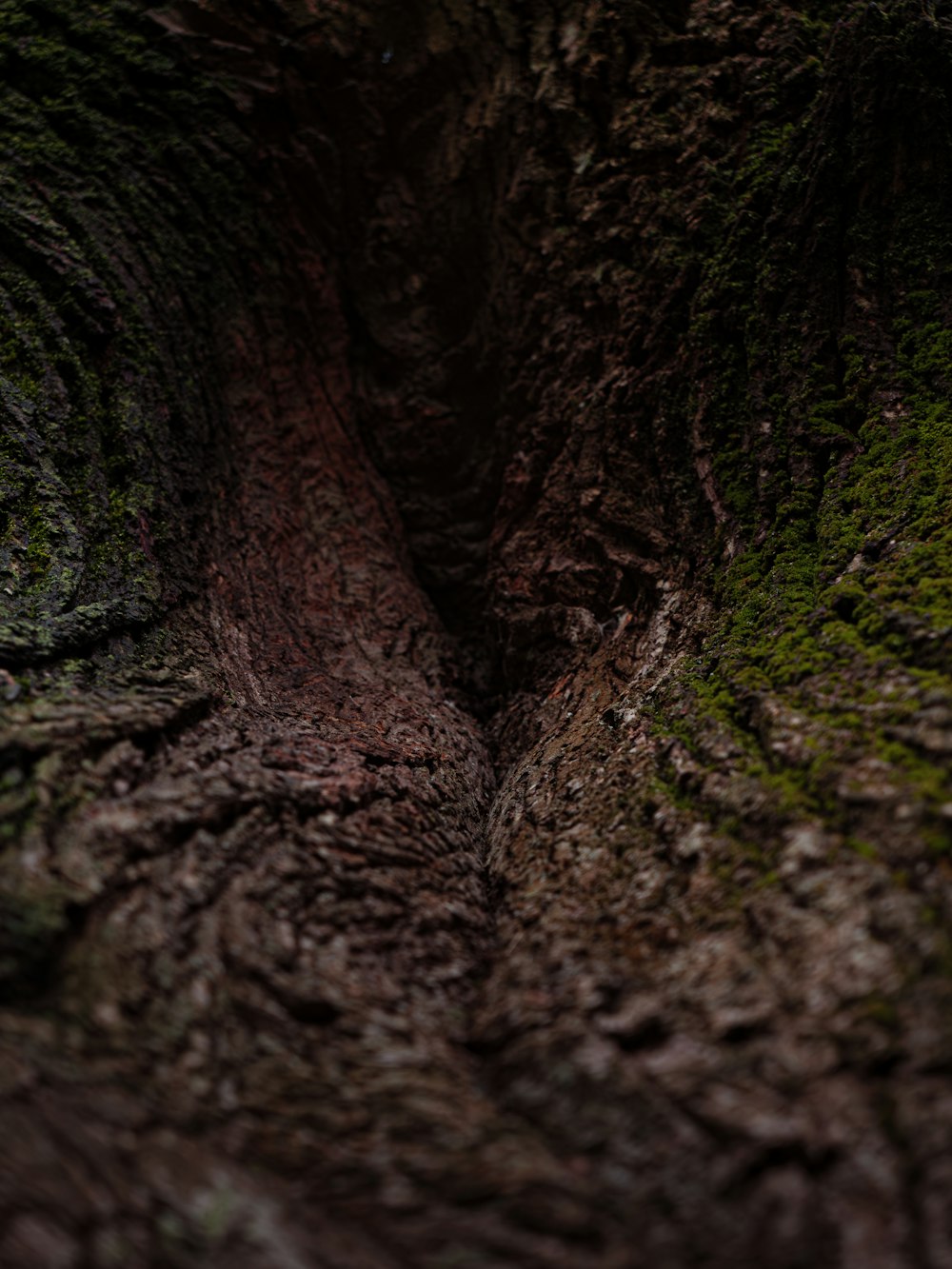 a close up of a tree trunk with moss growing on it