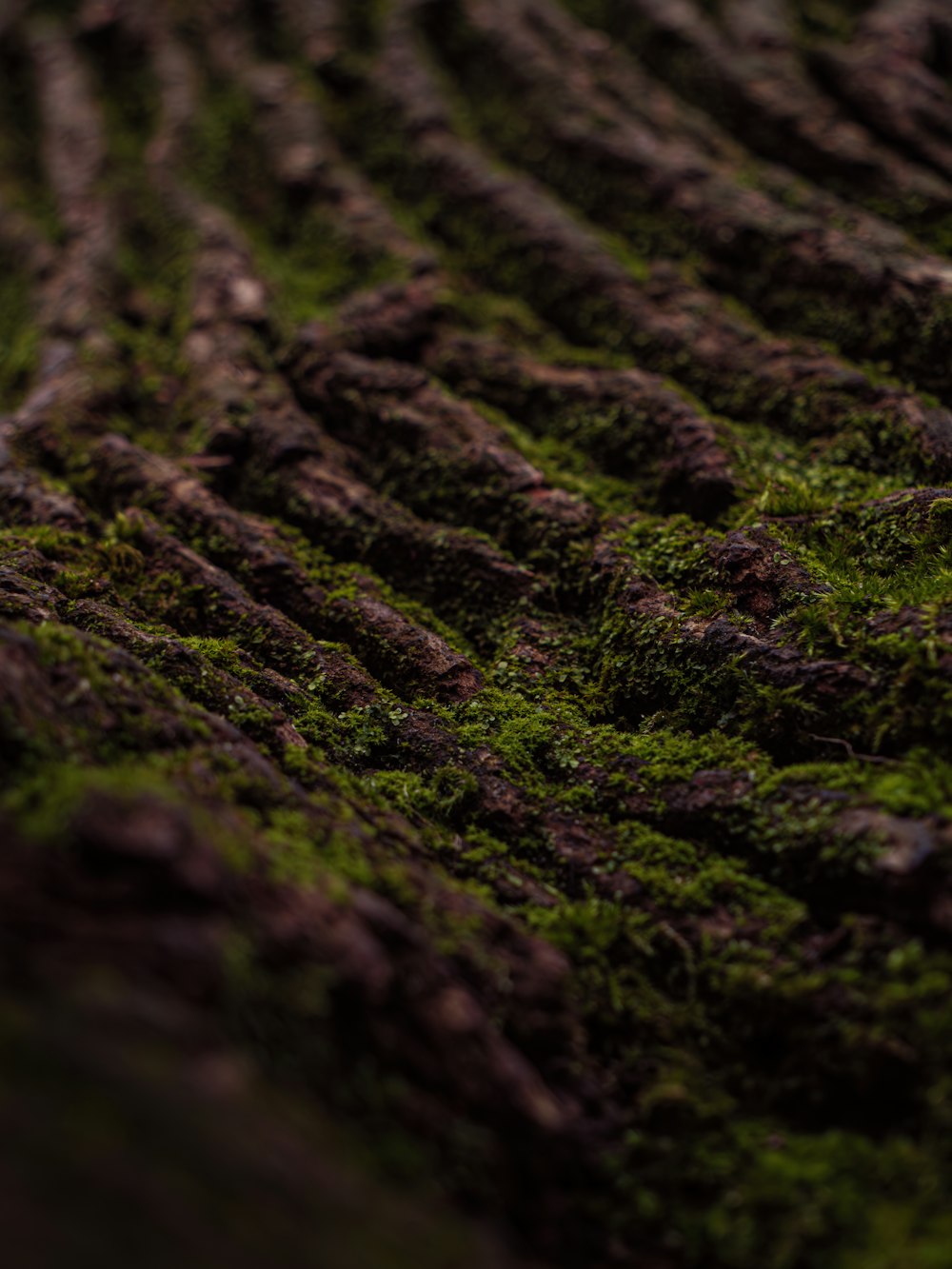 a close up of a field with grass and rocks