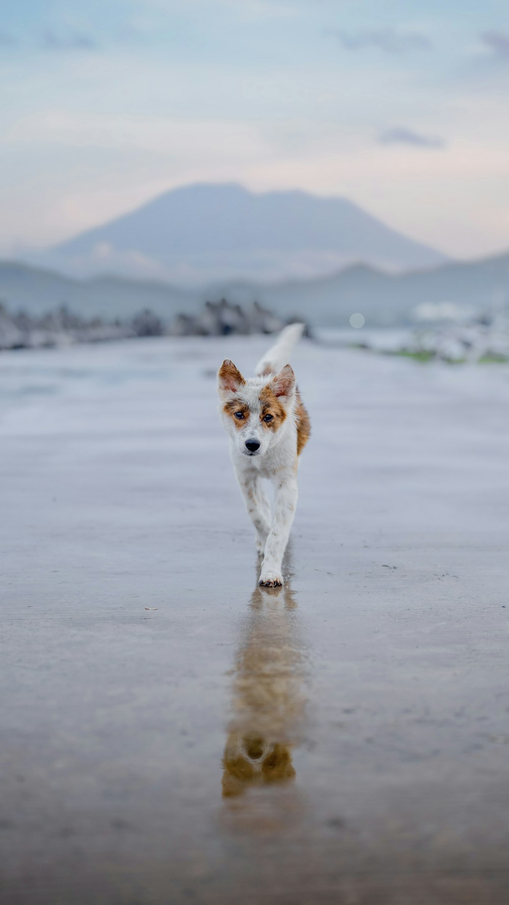 a small dog walking on a wet beach
