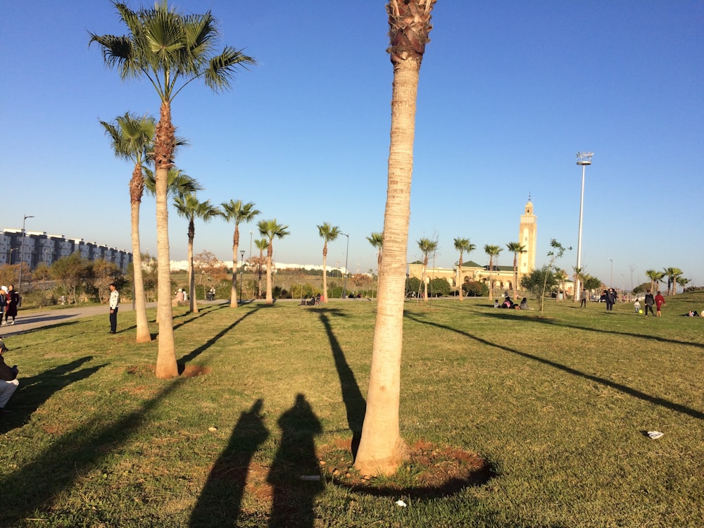 a palm tree casts a shadow on the grass
