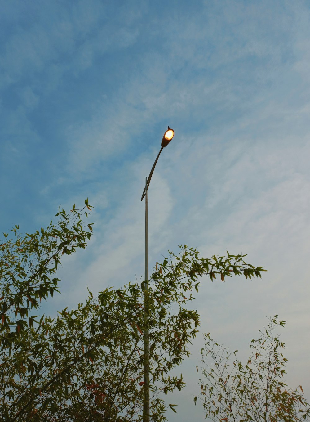 a street light on a pole next to a tree