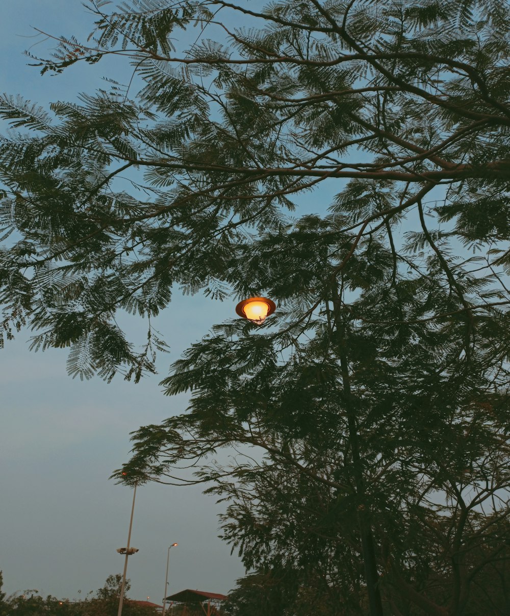 a street light hanging from the side of a tree