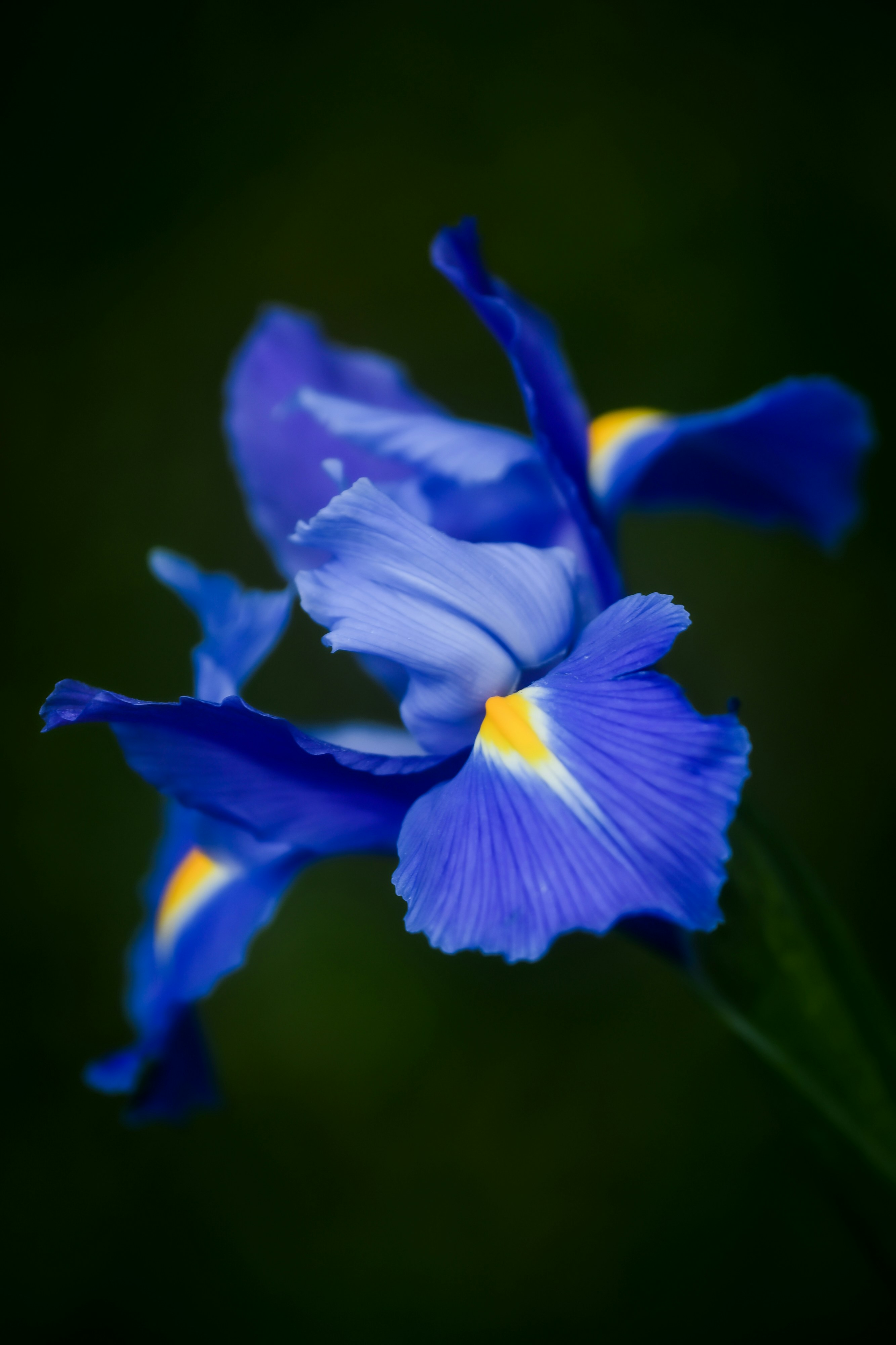 Photo by photosbyrachelo