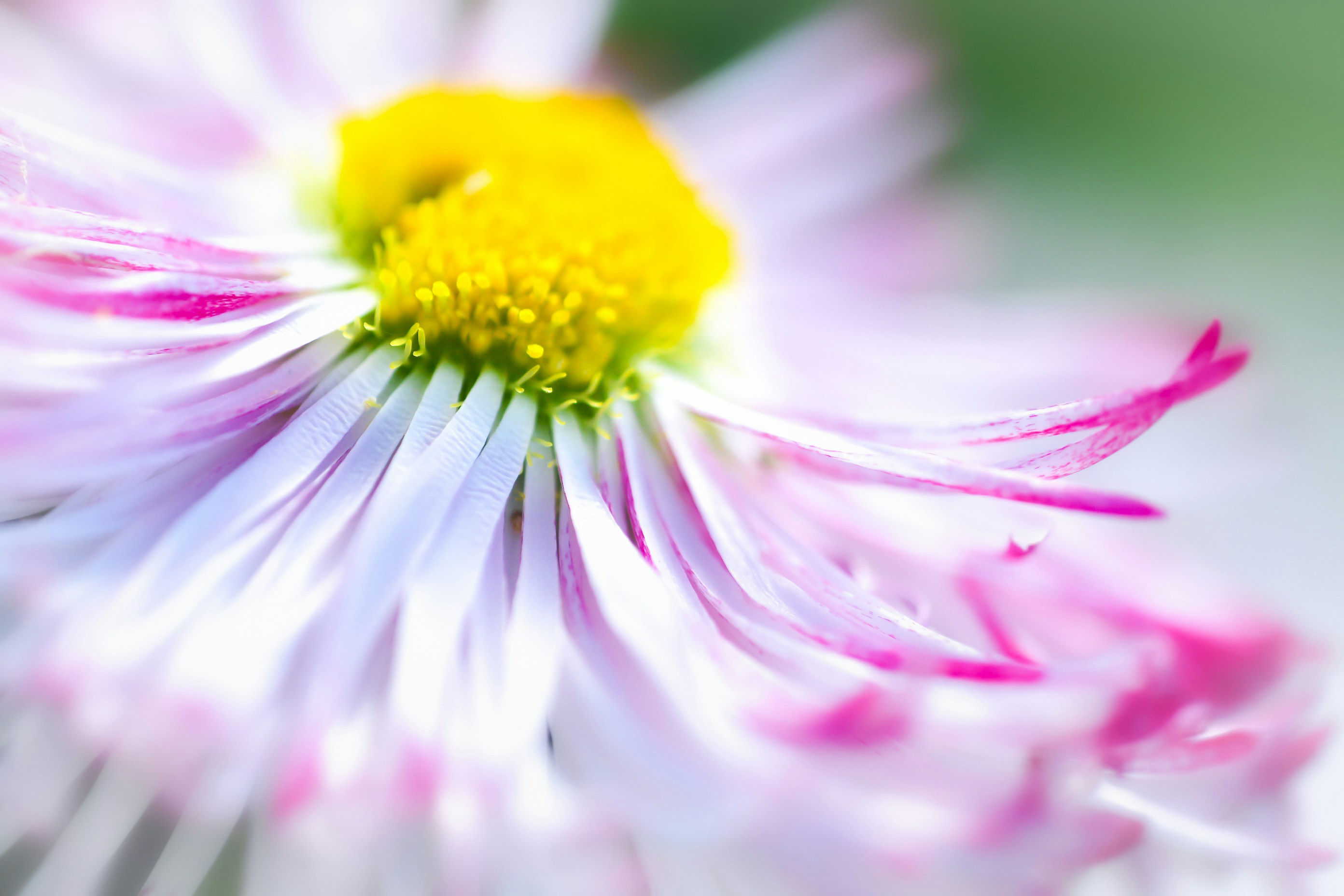 Photo by photosbyrachelo