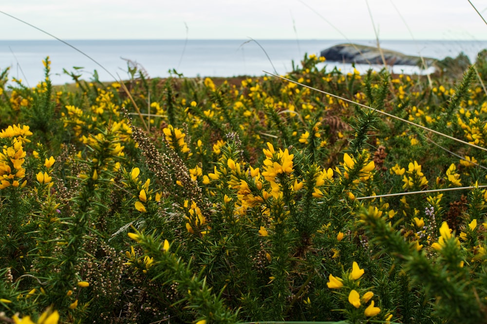 a field full of yellow flowers next to the ocean
