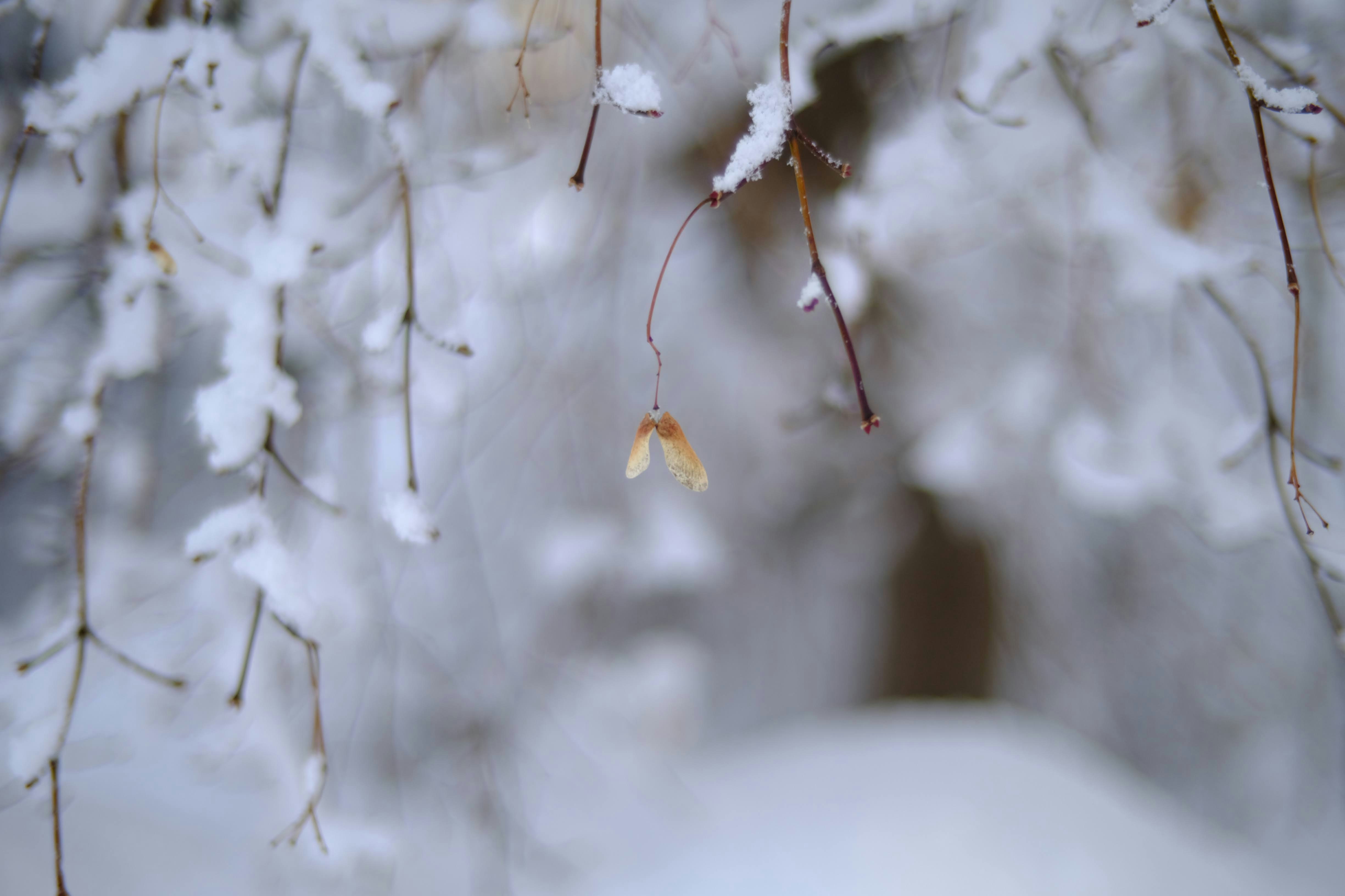 Photo by seiya_maeda