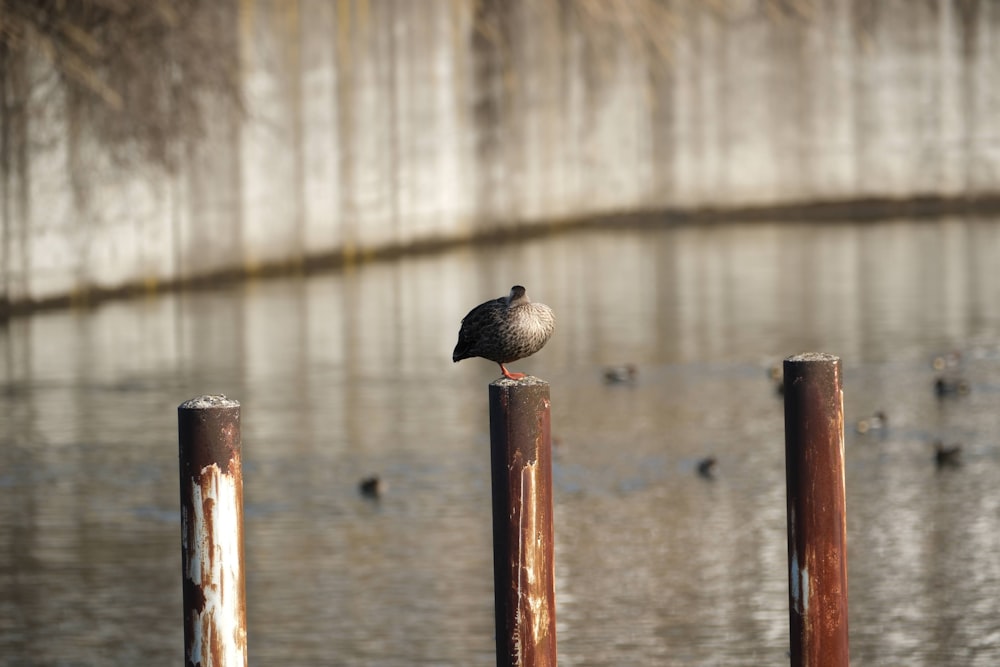 ein Vogel, der auf einem Holzpfosten neben einem Gewässer sitzt