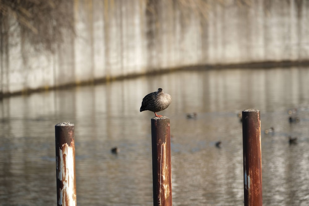 a bird sitting on top of a wooden post next to a body of water