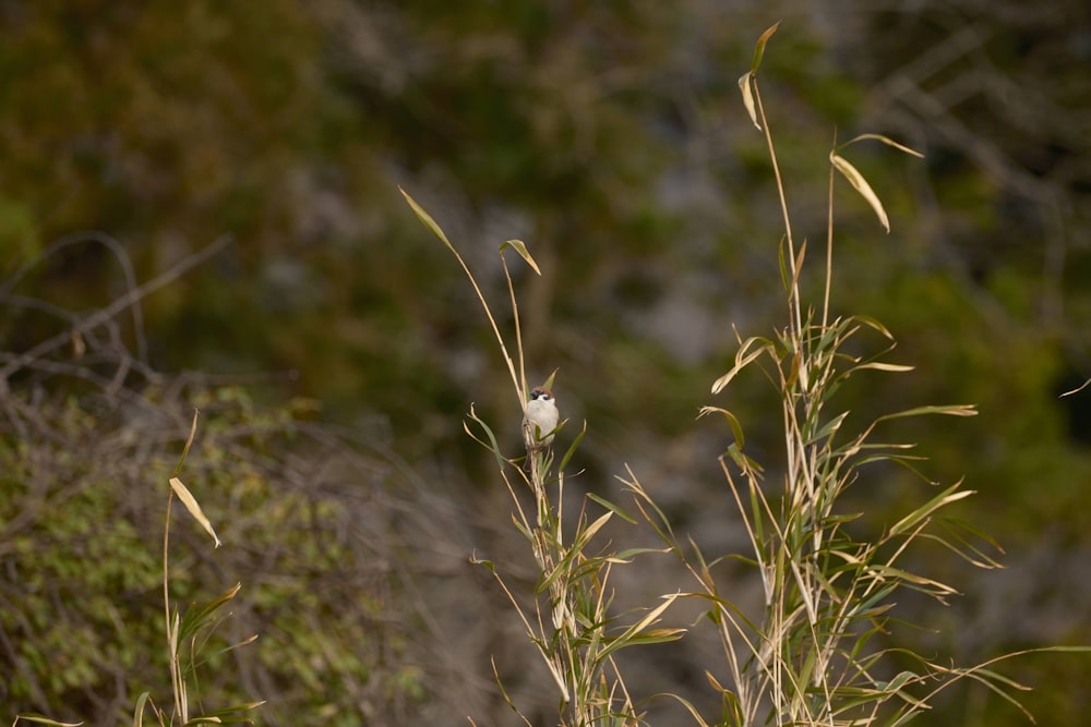 a close up of a plant with a blurry background