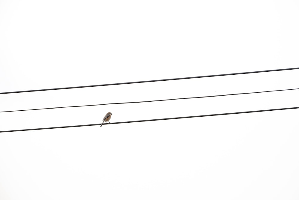 a small bird sitting on a power line