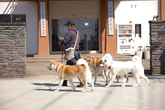 a man walking three dogs on a leash