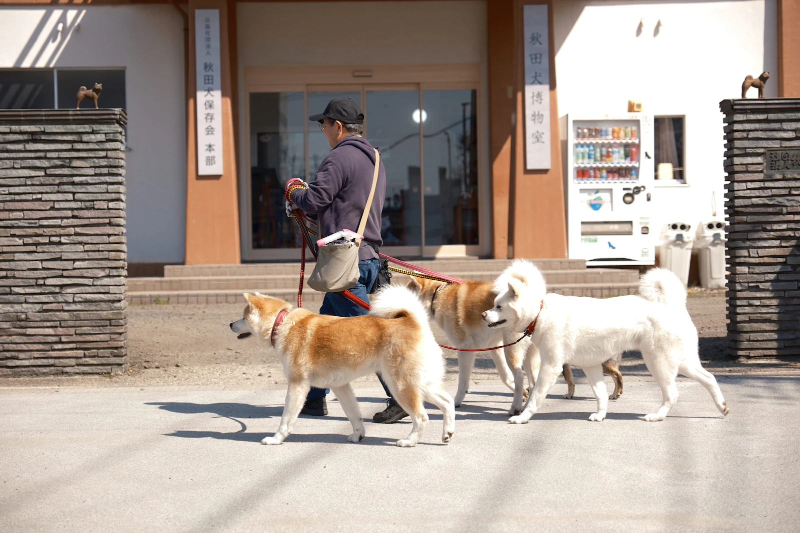 A handler walking three calm dogs together on leashes past the entrance of a low building on a sunny day