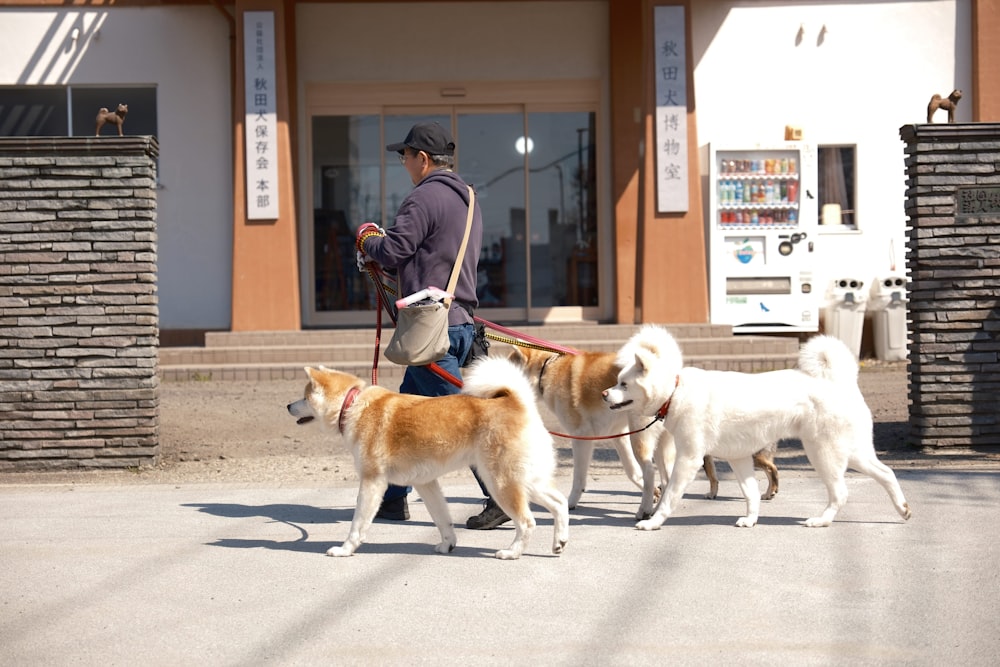 a man walking three dogs on a leash