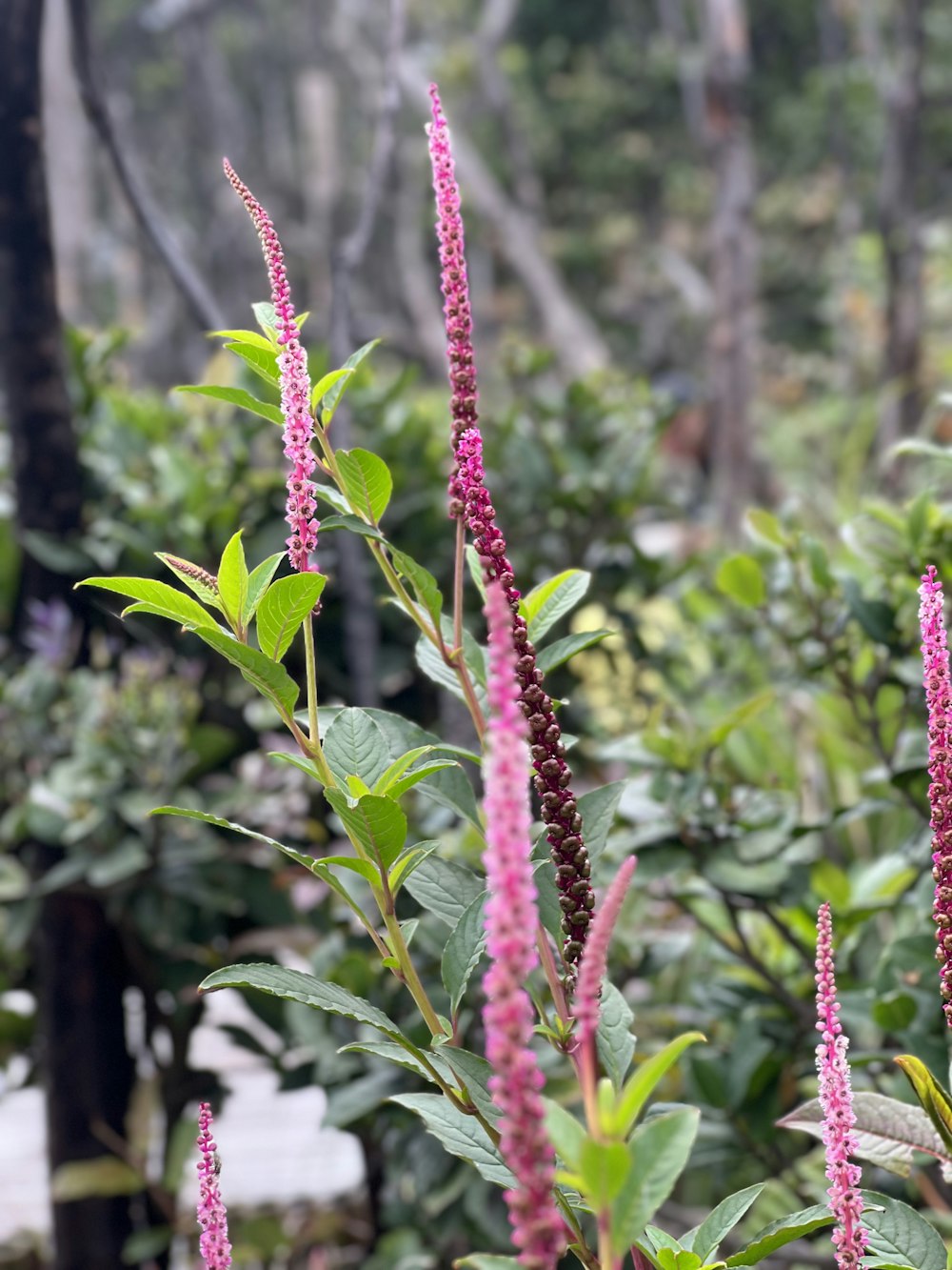 a close up of a plant with pink flowers