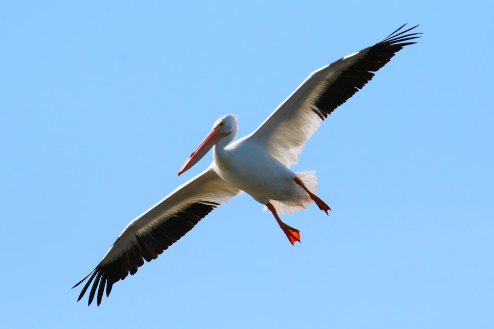 a large white bird flying through a blue sky