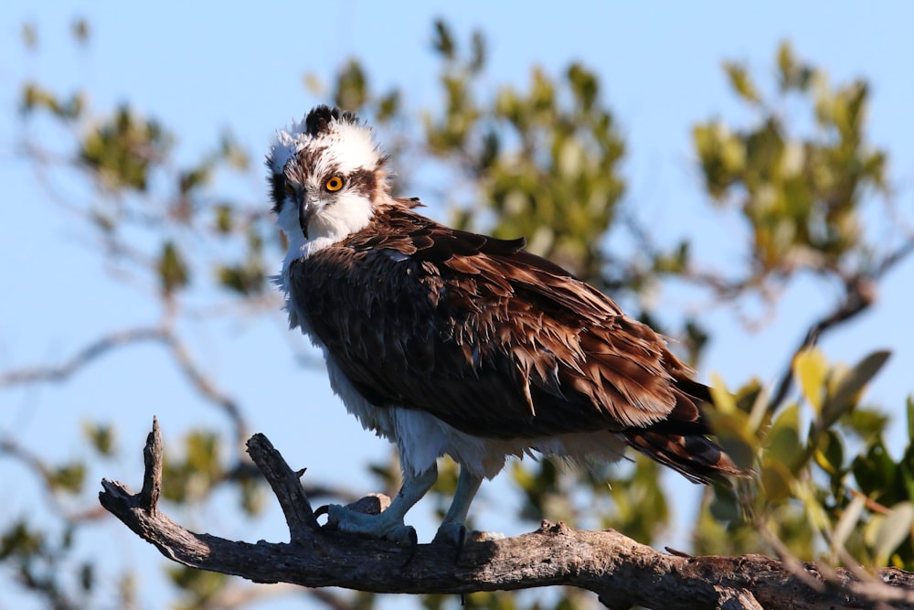 a brown and white bird sitting on top of a tree branch