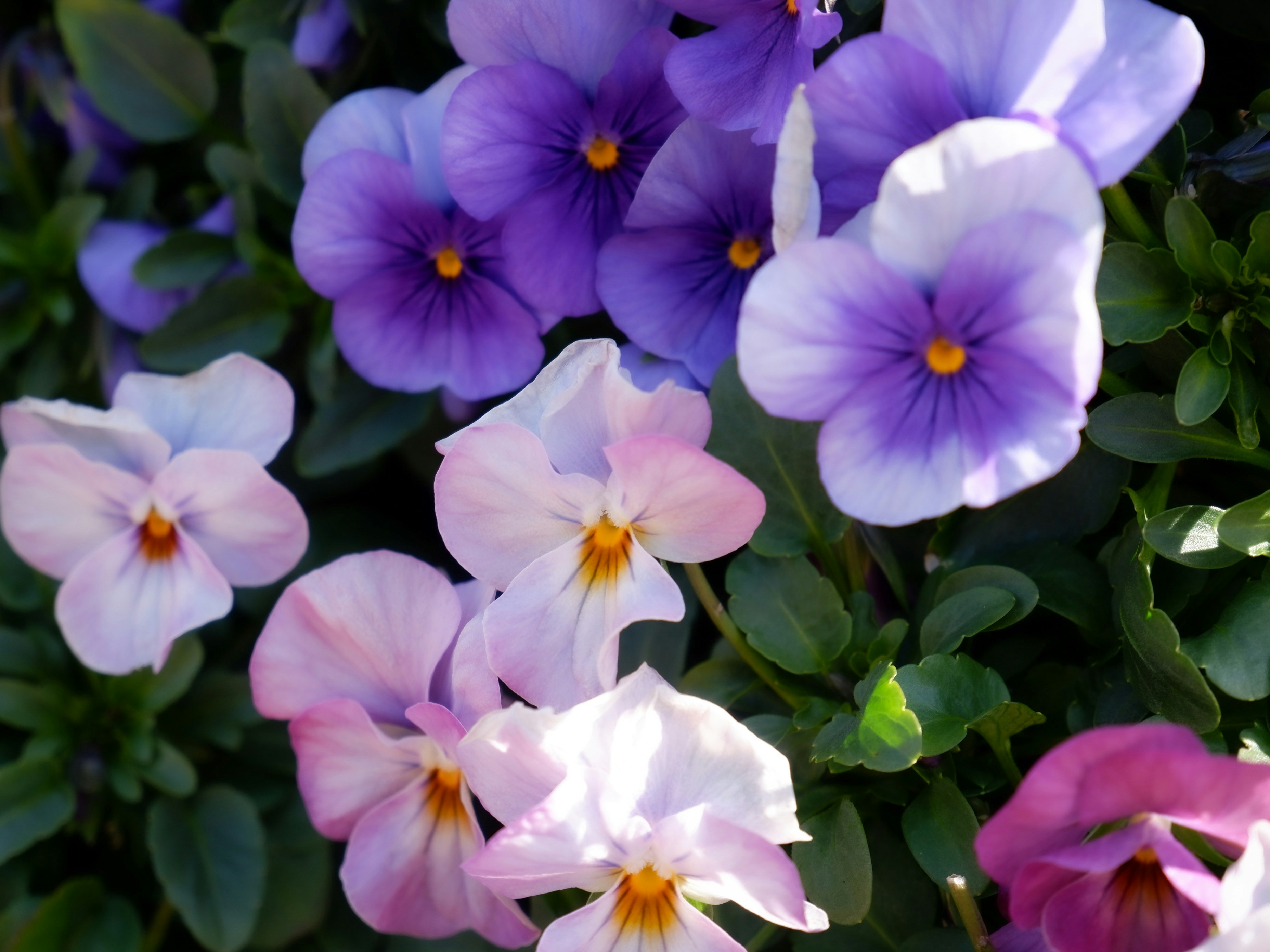 Photo by 365_new_chances