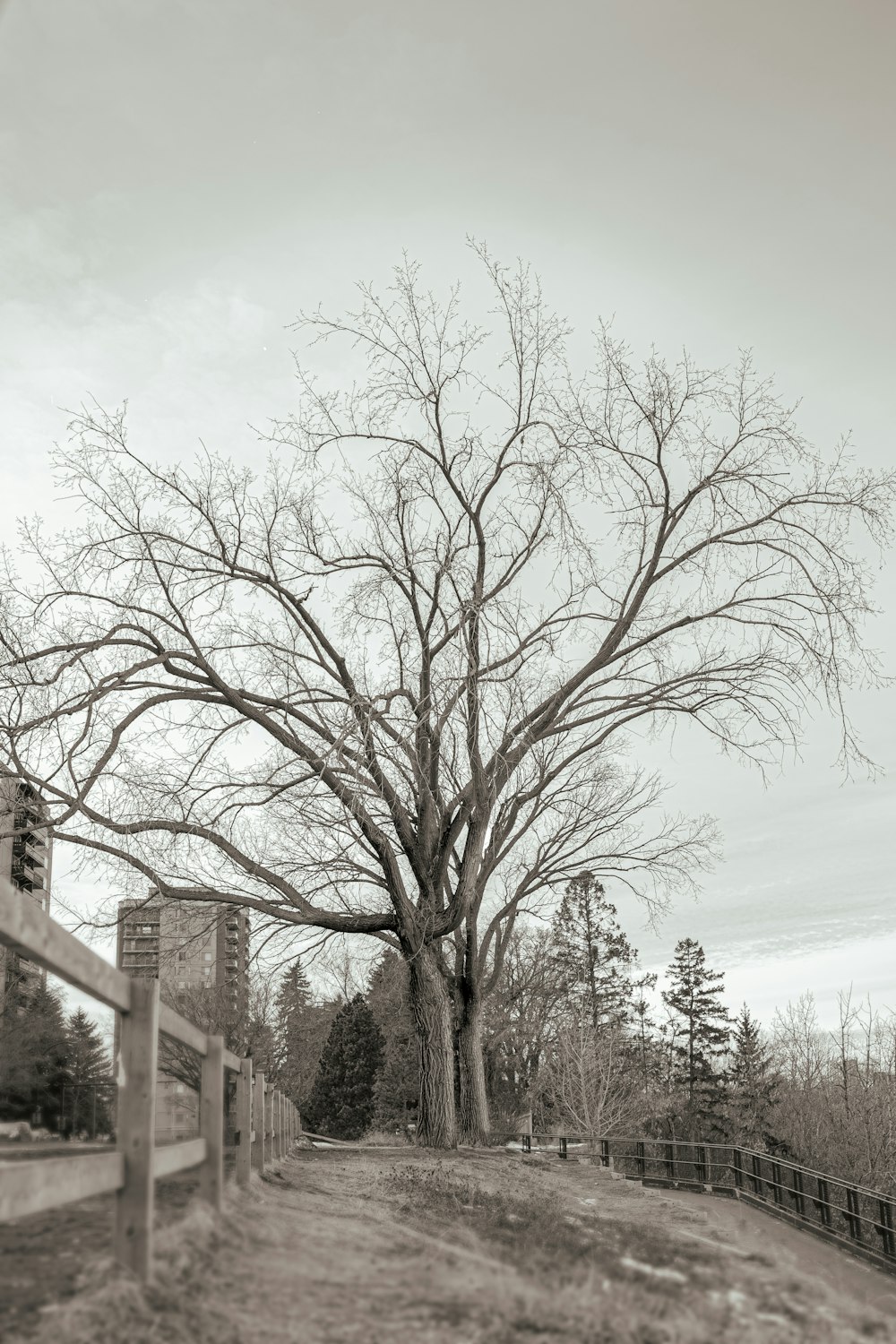 a black and white photo of a tree and a fence