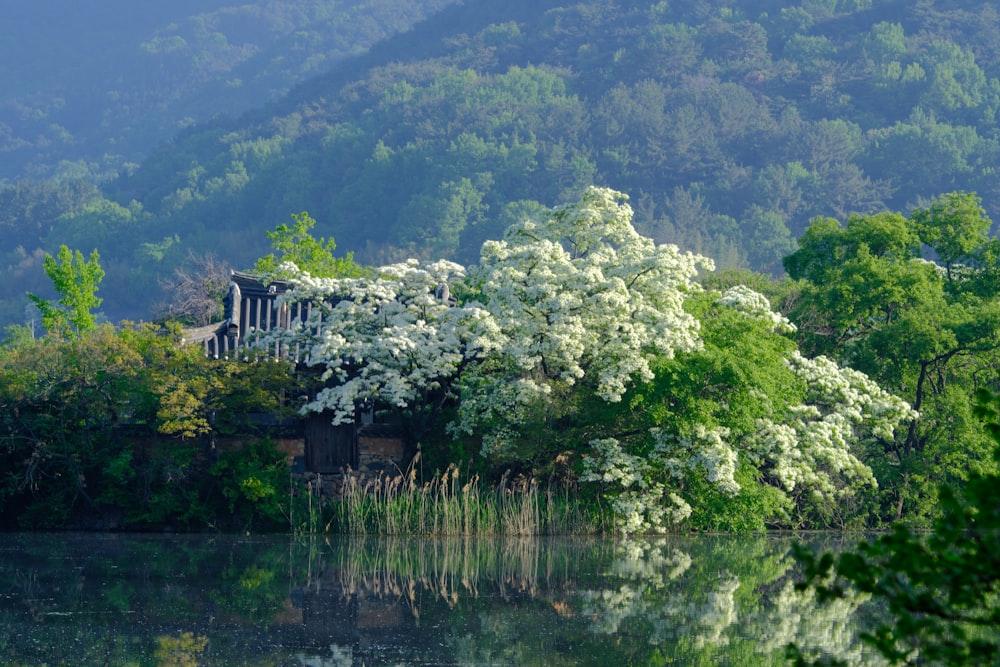 a tree with white flowers near a body of water