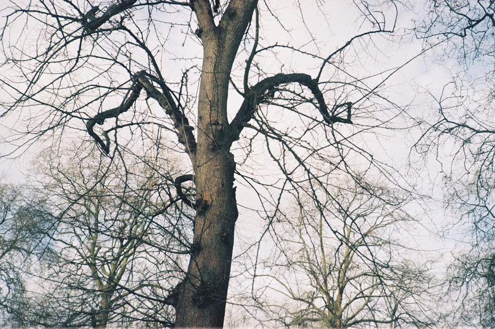 a tree with no leaves and no leaves on it