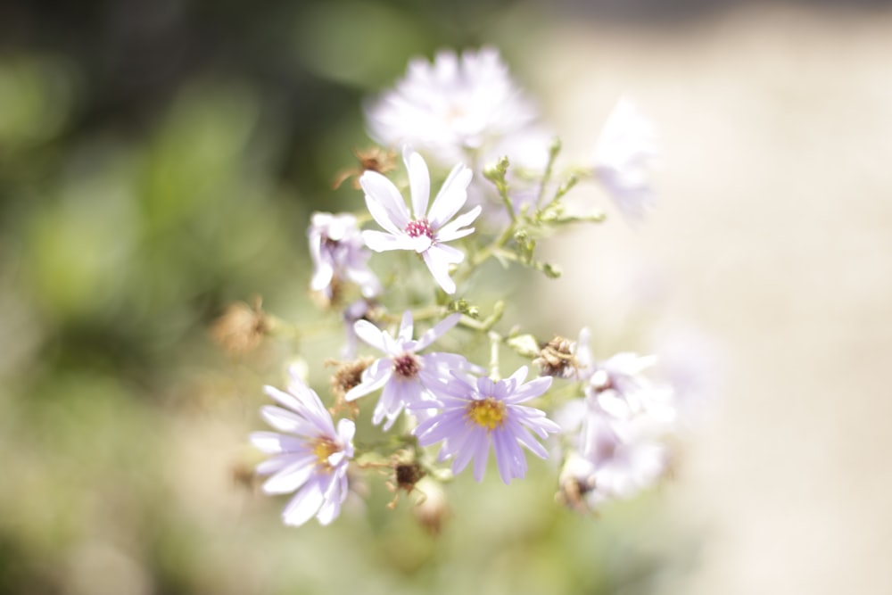 a close up of a bunch of white flowers