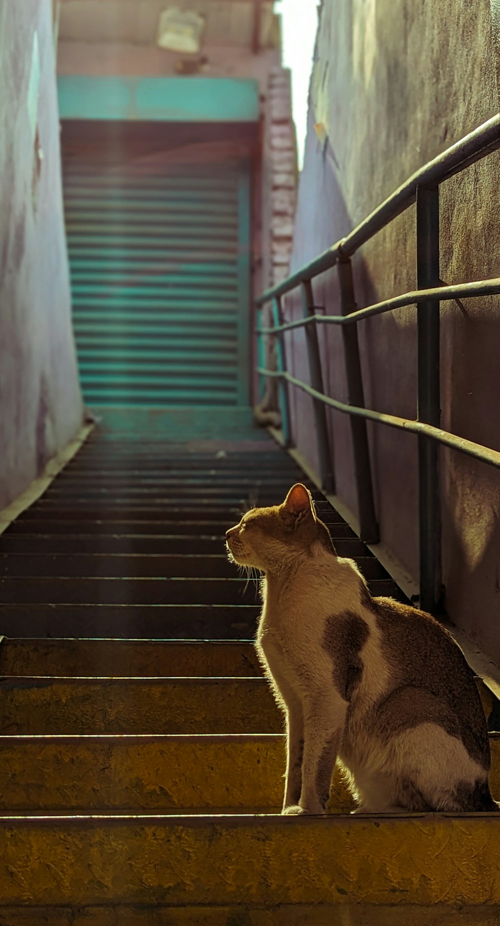 a cat sitting on a set of stairs