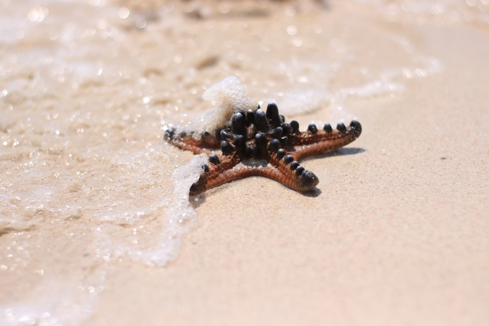 une étoile de mer sur le sable d’une plage