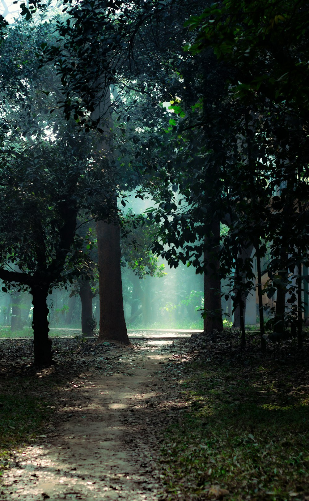 a dirt path in a forest with lots of trees