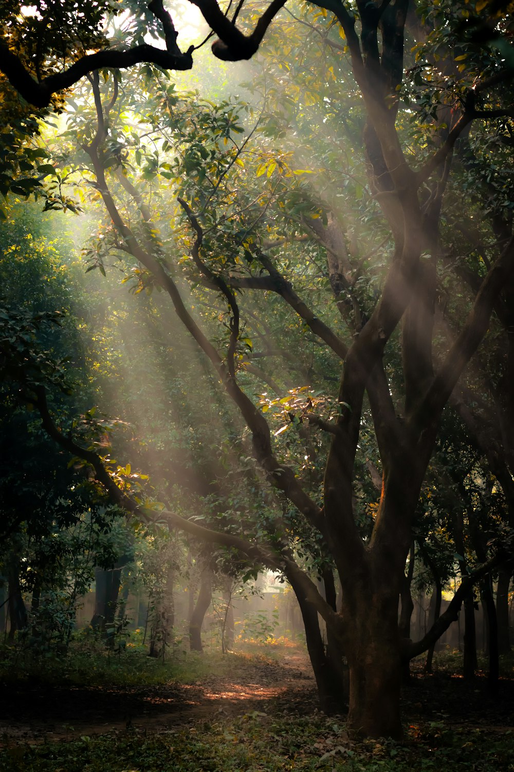 the sun shines through the trees in the forest