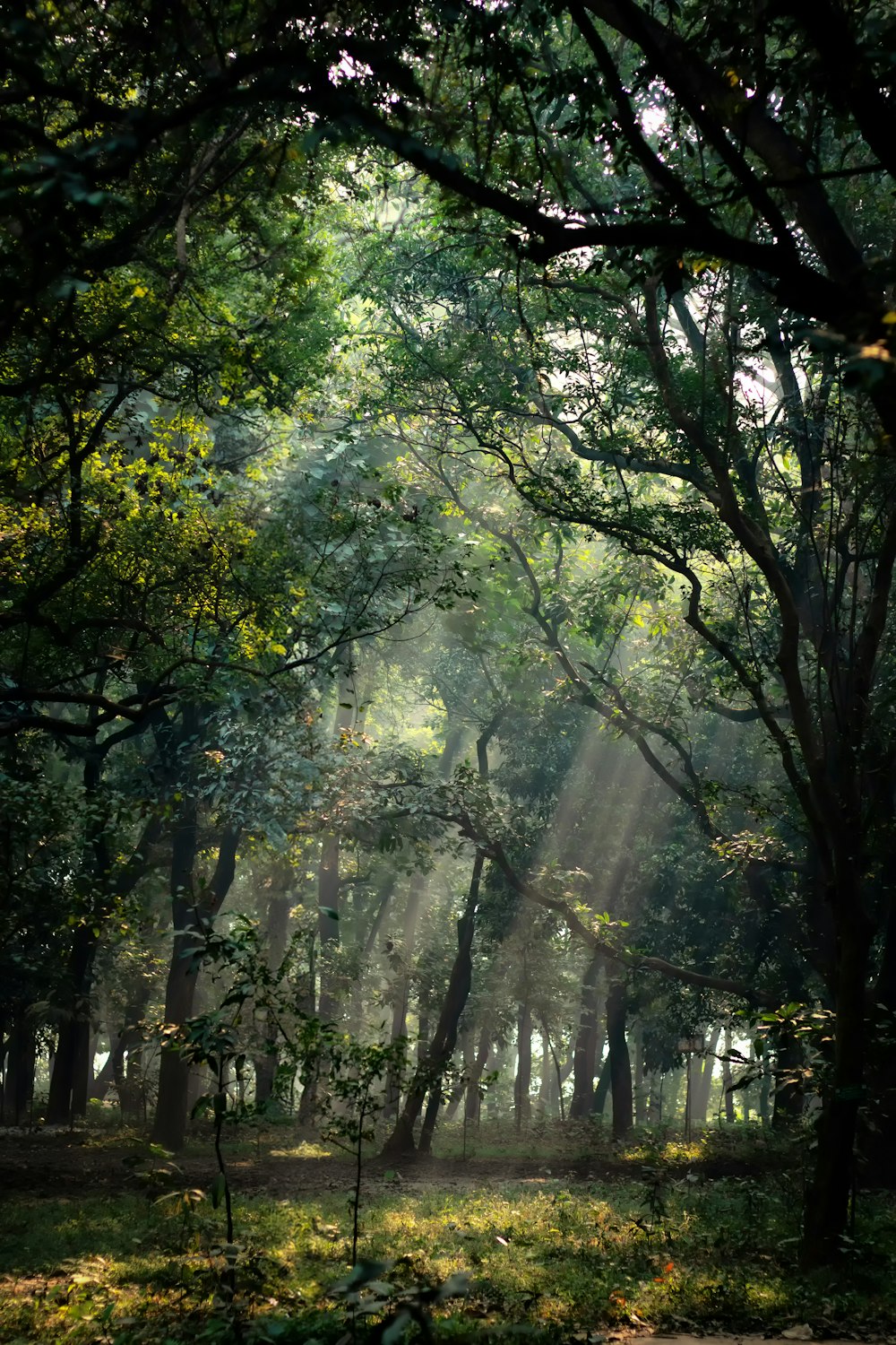 the sun shines through the trees in the forest