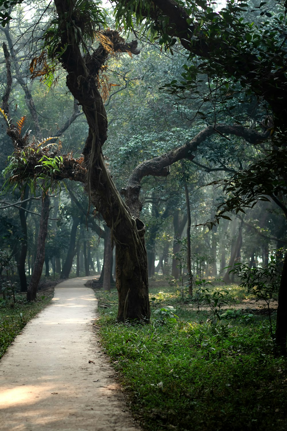 a path in the middle of a lush green forest