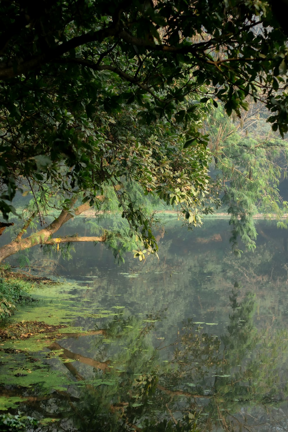 a body of water surrounded by trees and grass