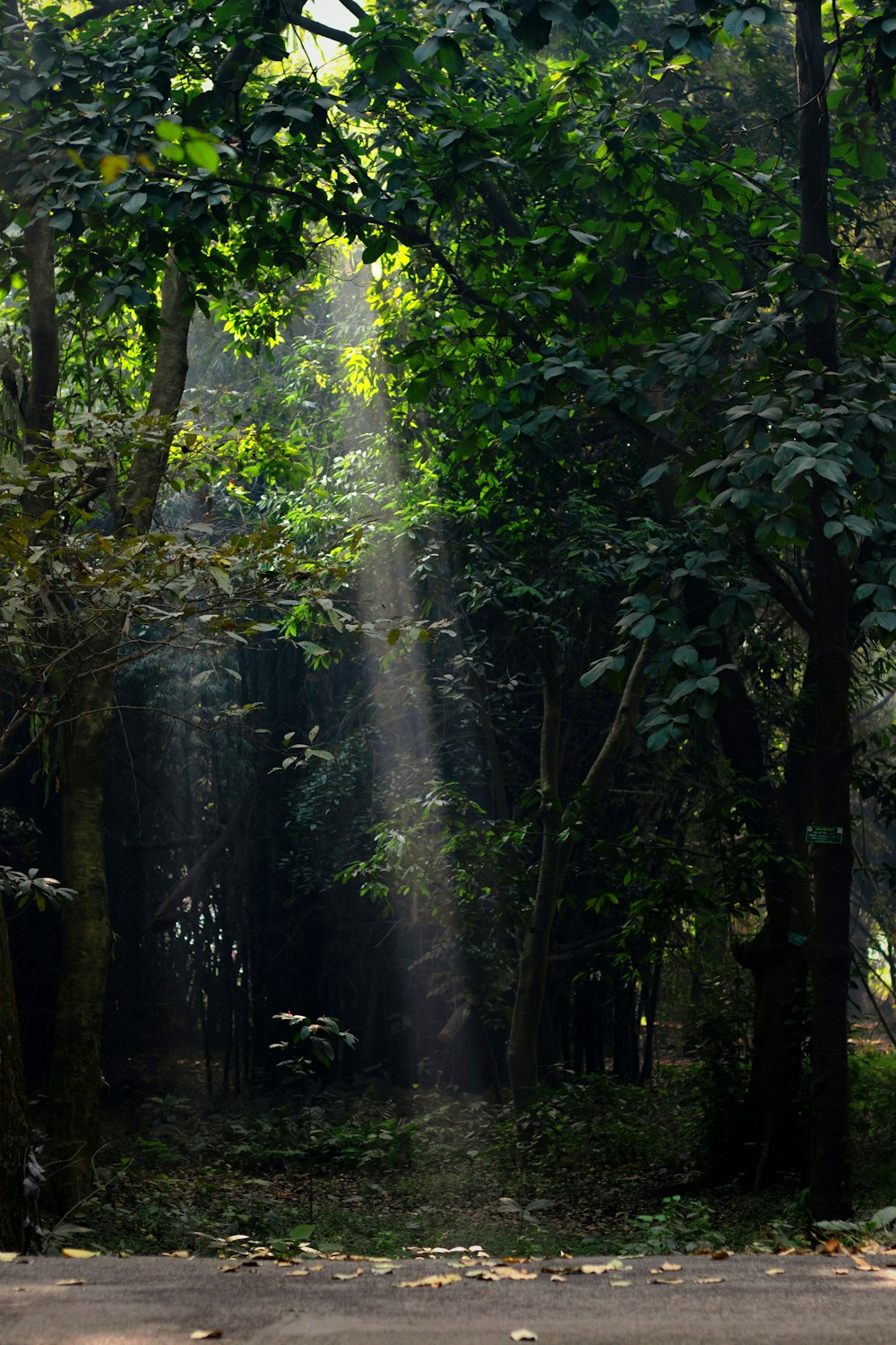 a bench sitting in the middle of a forest