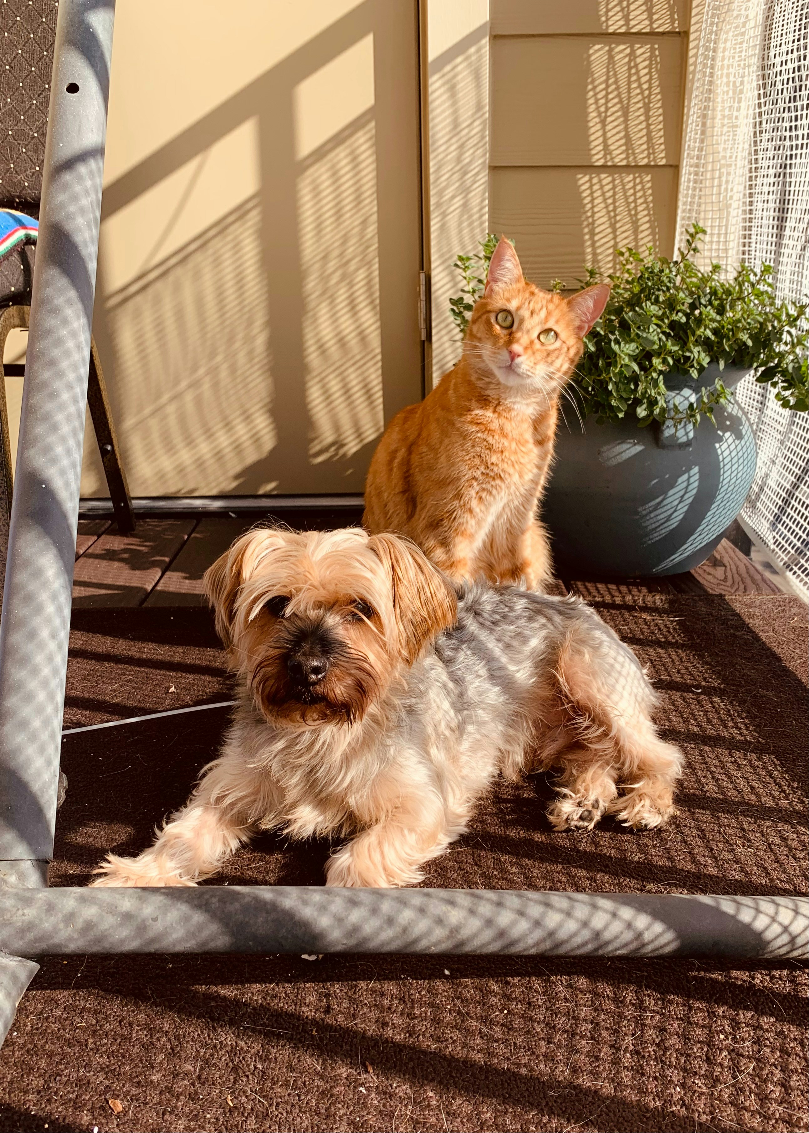 a cat and a dog sitting on a porch