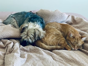 two dogs and a cat sleeping on a bed
