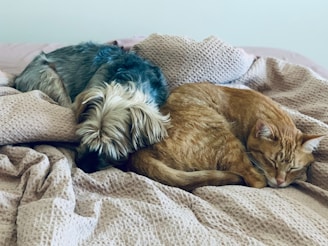 Dog and cat