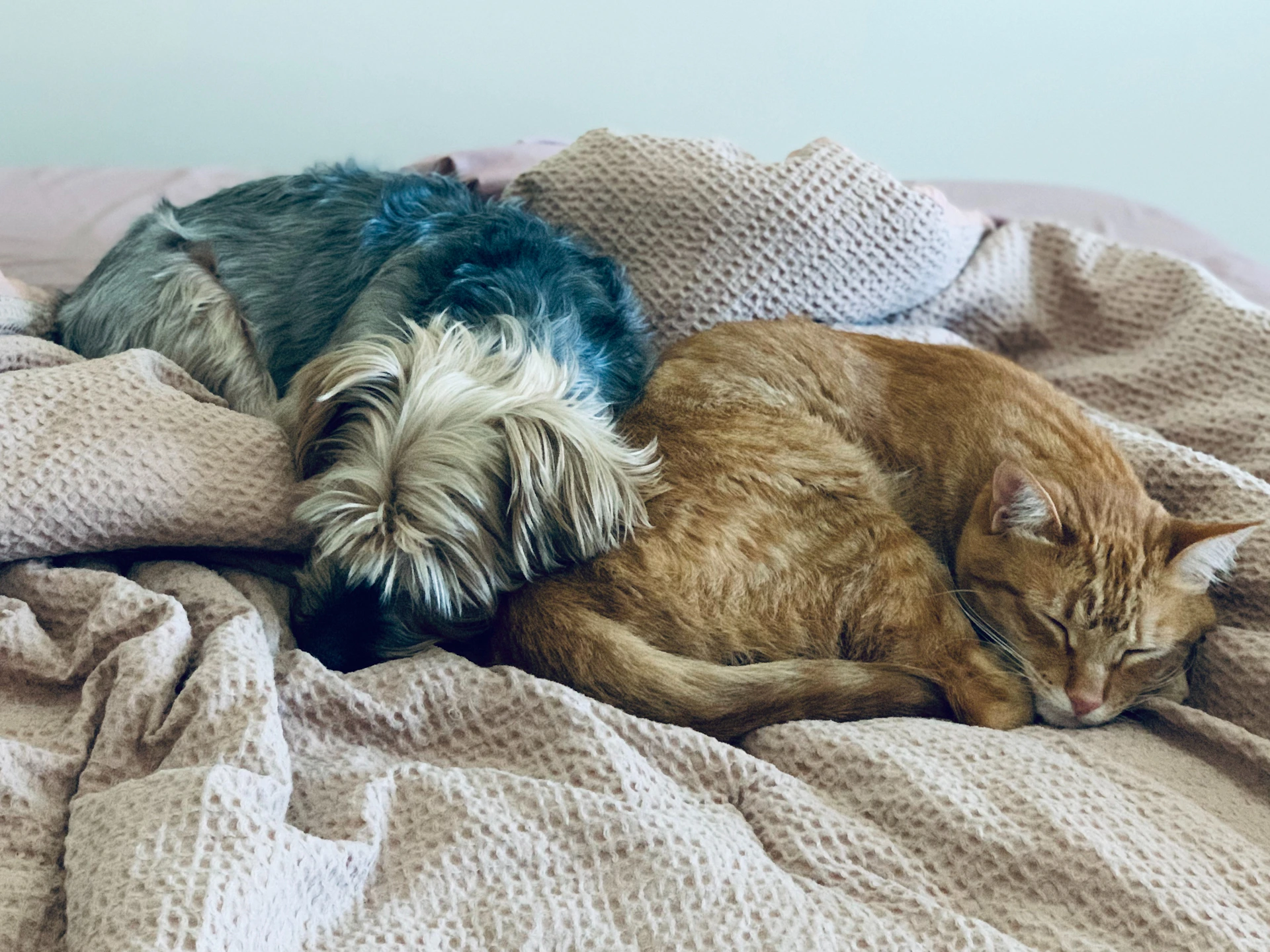 two dogs and a cat sleeping on a bed