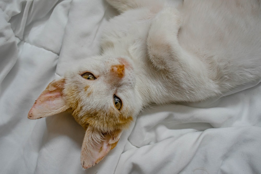 a white cat laying on top of a white blanket