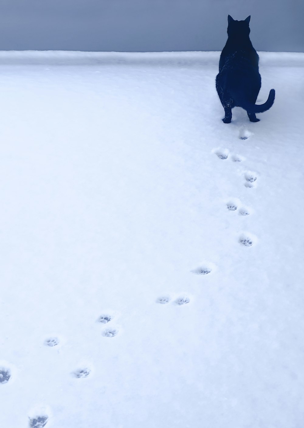 a dog is standing in the snow looking at a paw print