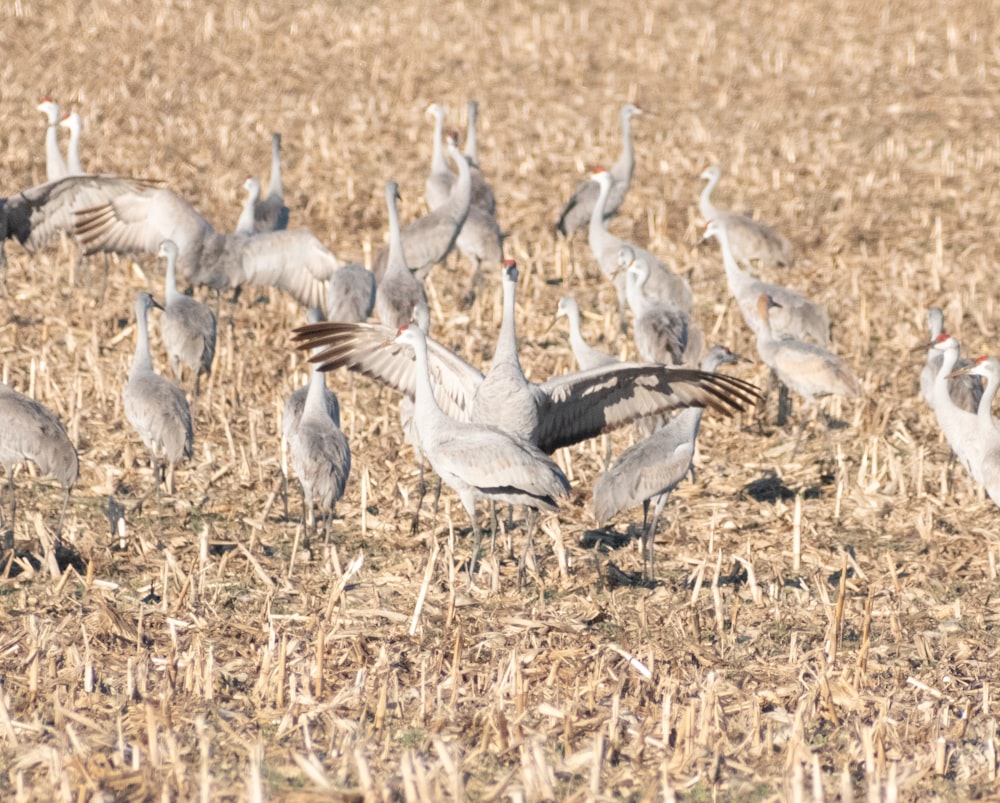 a flock of birds standing on top of a dry grass field