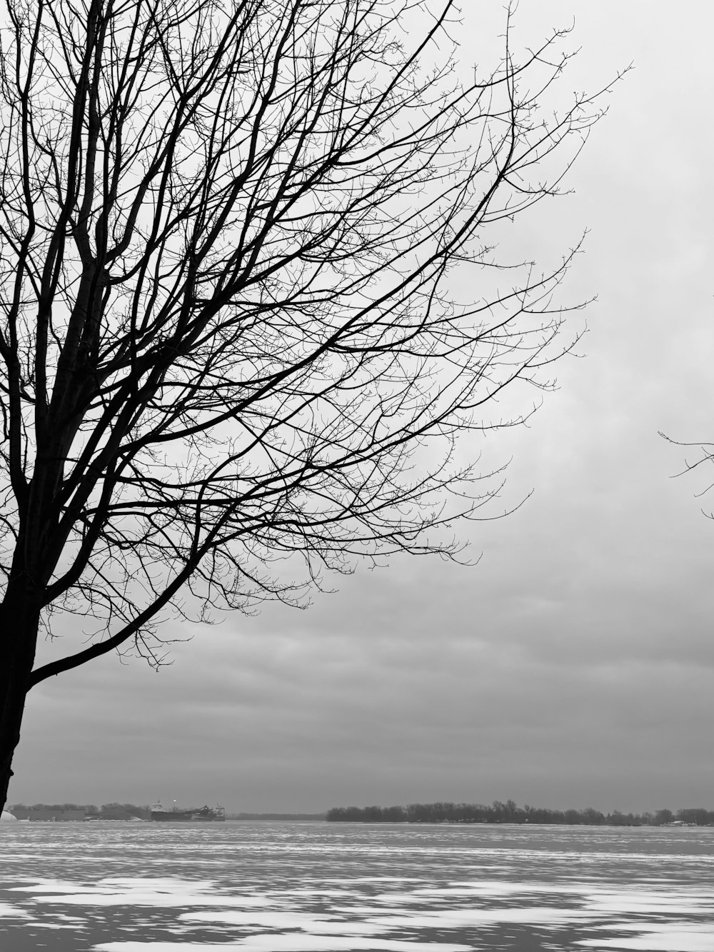 a bare tree in front of a body of water