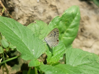 a butterfly is sitting on a green leaf