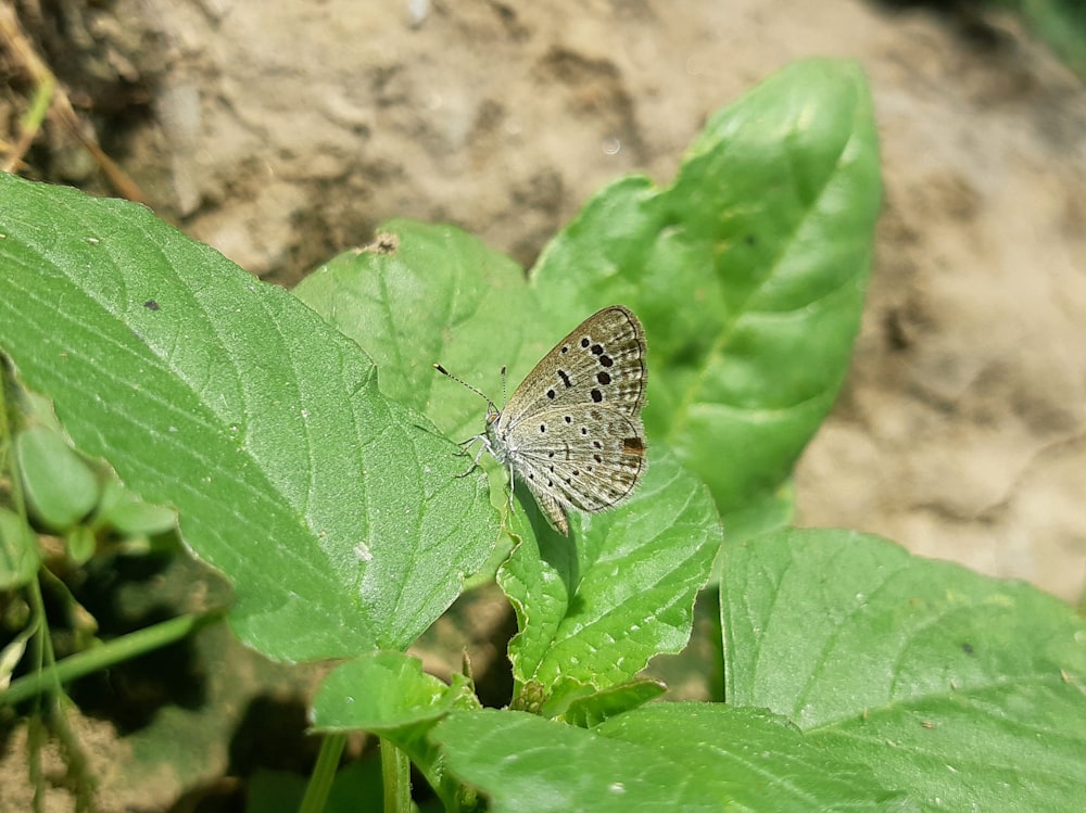 una farfalla è seduta su una foglia verde