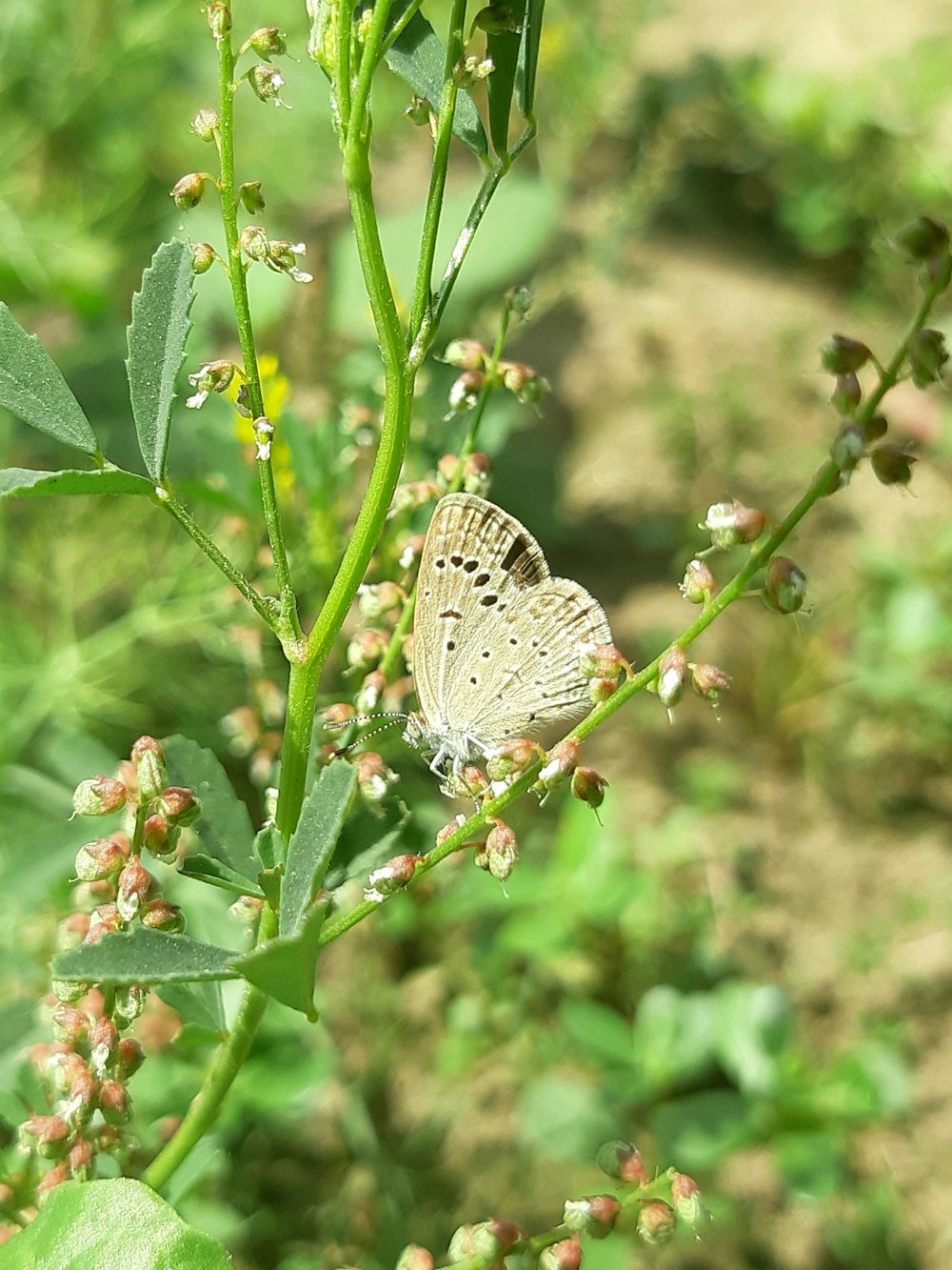 una mariposa blanca sentada sobre una planta verde