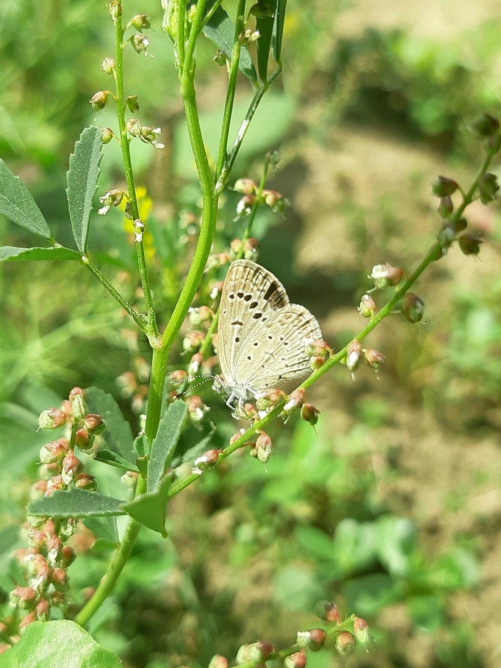 a white butterfly sitting on a green plant